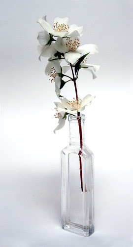 mock orange