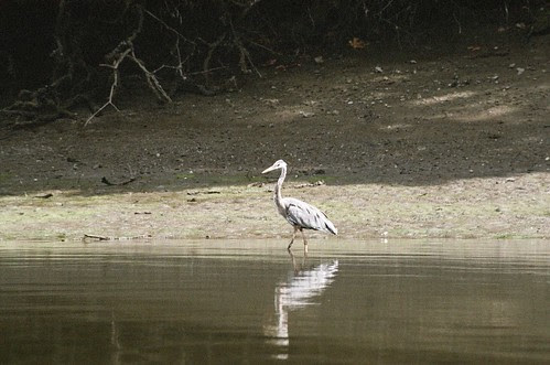 Heron