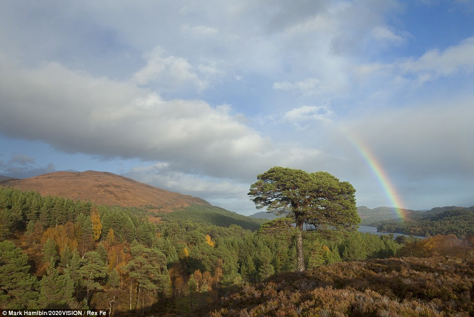 Colourful: A rainbow lights up the sky surrounding Glen Affric in the Scottish Highlands