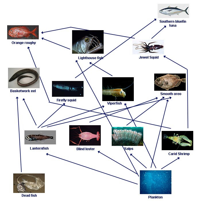Food Web Of The Deep Sea
