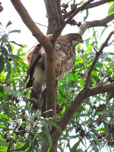 鳳頭蒼鷹/無限台南