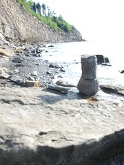 fossil tree