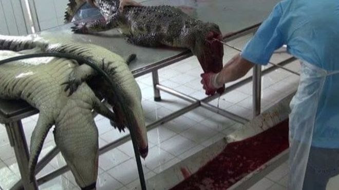 PETA cho biết nhân viên điều tra đã ghé thăm một trang trại mà ở đó họ giam giữ hàng chục ngàn cá sấu