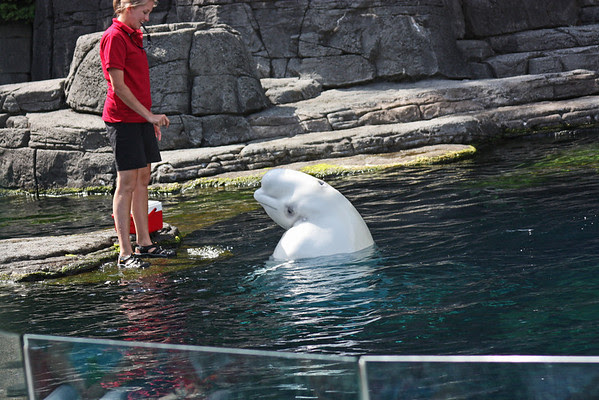 Beluga show, Vancouver Aquarium Beluga show, Vancouver Aquarium