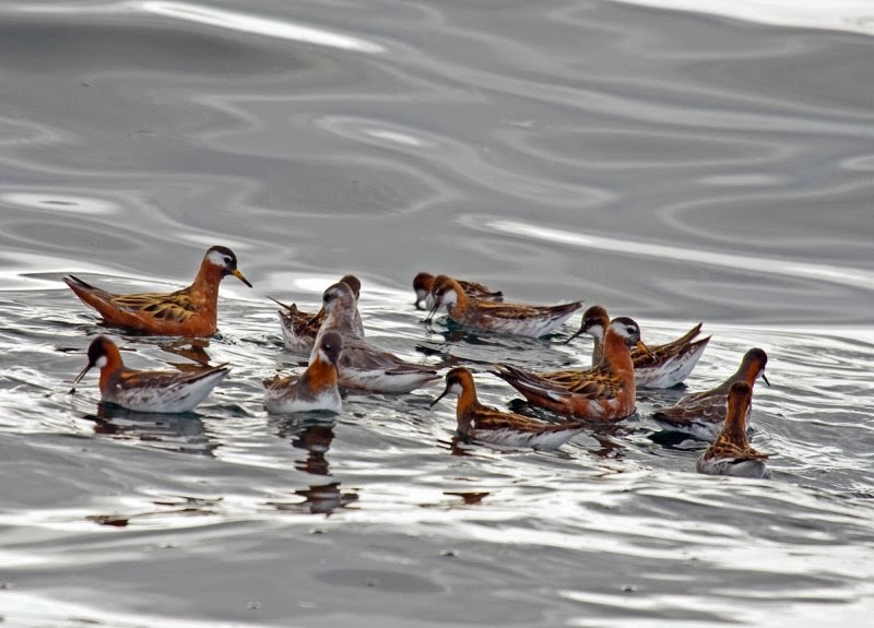 Pelagic birding Pacific NW Birder