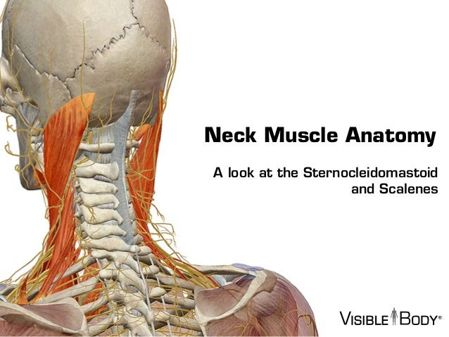 Bones At The Back Of Neck / Posterior Cervical Fusion | Houston