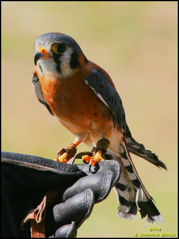 American Kestrel American Kestrel