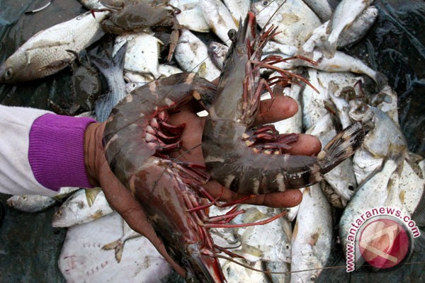 Penyakit Virus Pada Udang WIndu Penaeus monodon Penyakit Virus Pada Udang WIndu Penaeus monodon