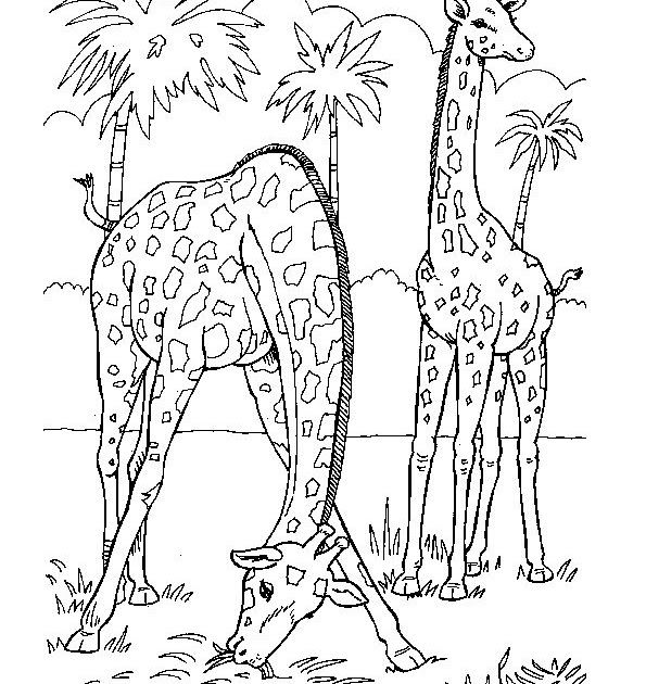 Animals In The Jungle Coloring Pages - Free Coloring Page