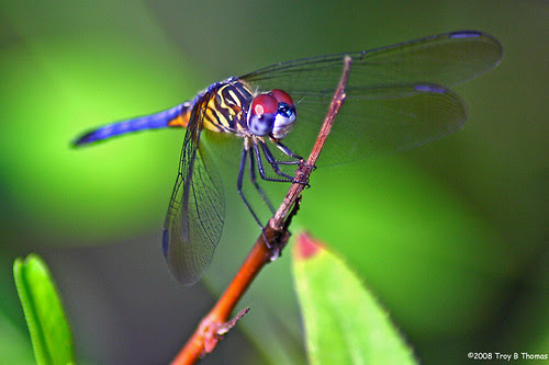 Troy's Photo Studio: Aquatic Preserve Dragonflies