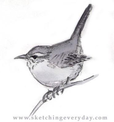 *Sketching Every Day*: Carolina Wren