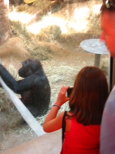 Chimpanzee
