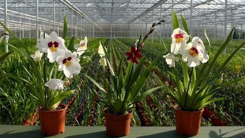 30+ Bunga Anggrek Di Pohon - Gambar Bunga Indah
