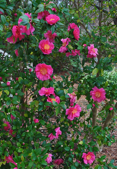 Camellia sasanqua - unknown seedling (2)