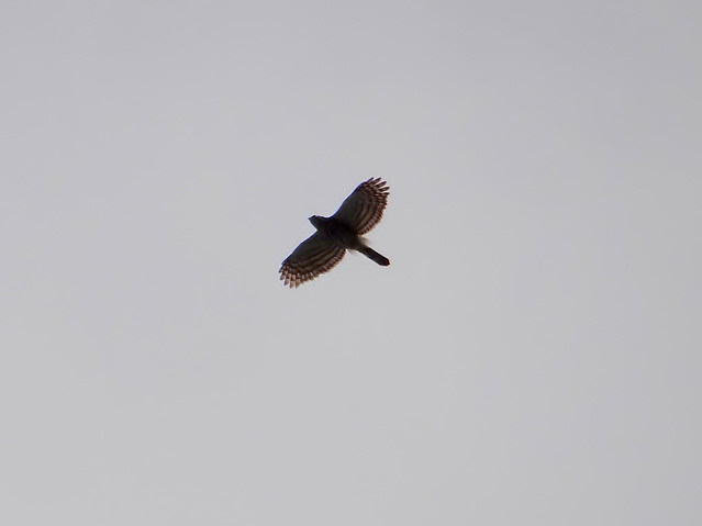 鳳頭蒼鷹/無限台南