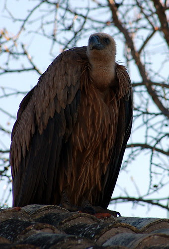 DSC_0016-15