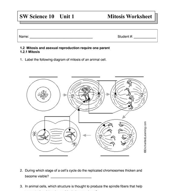Cell Cycle Student Worksheet Answer Key / Cells alive cell cycle