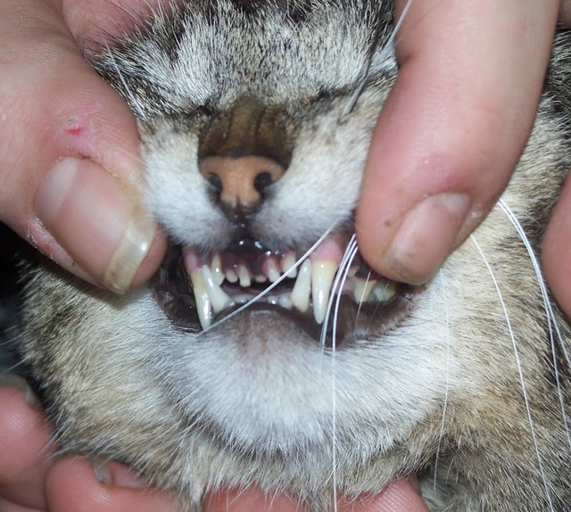 Cat Long Tooth Name