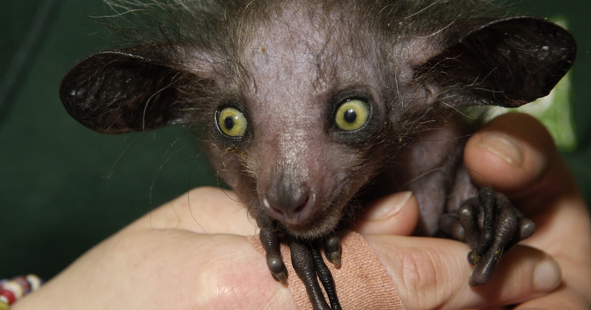 Super Ugly Animals - These Animals Are So Ugly That They Re Actually