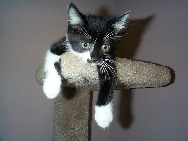 Baby Norman!