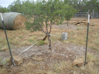 Broken Fruit Tree Propped Up
