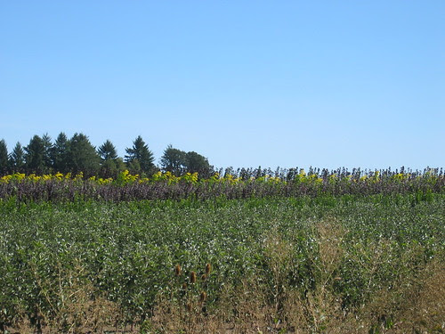 Nursery field on Jackson School Rd