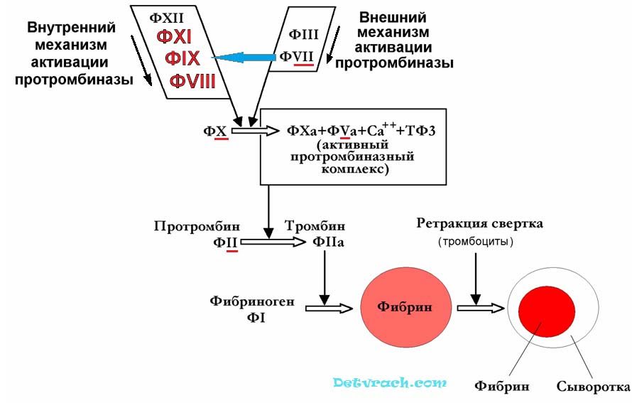 Гемофильная инфекция вакцинация схема