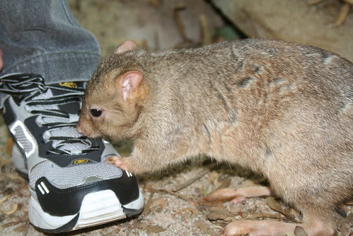 Brush Tailed Bandicoot
