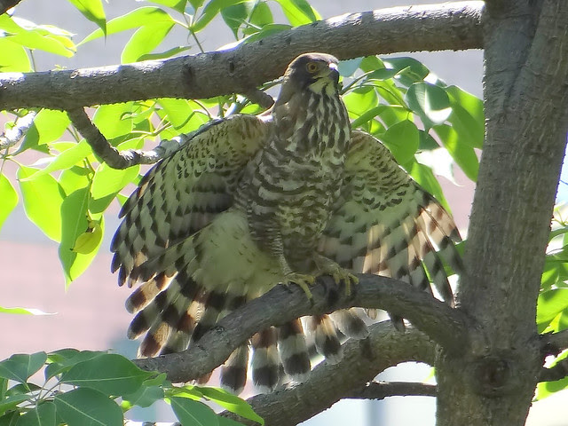 鳳頭蒼鷹/無限台南