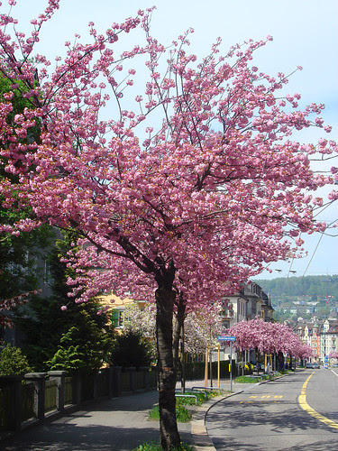 Kirschblüte an der Rotbuchstrasse Zürich