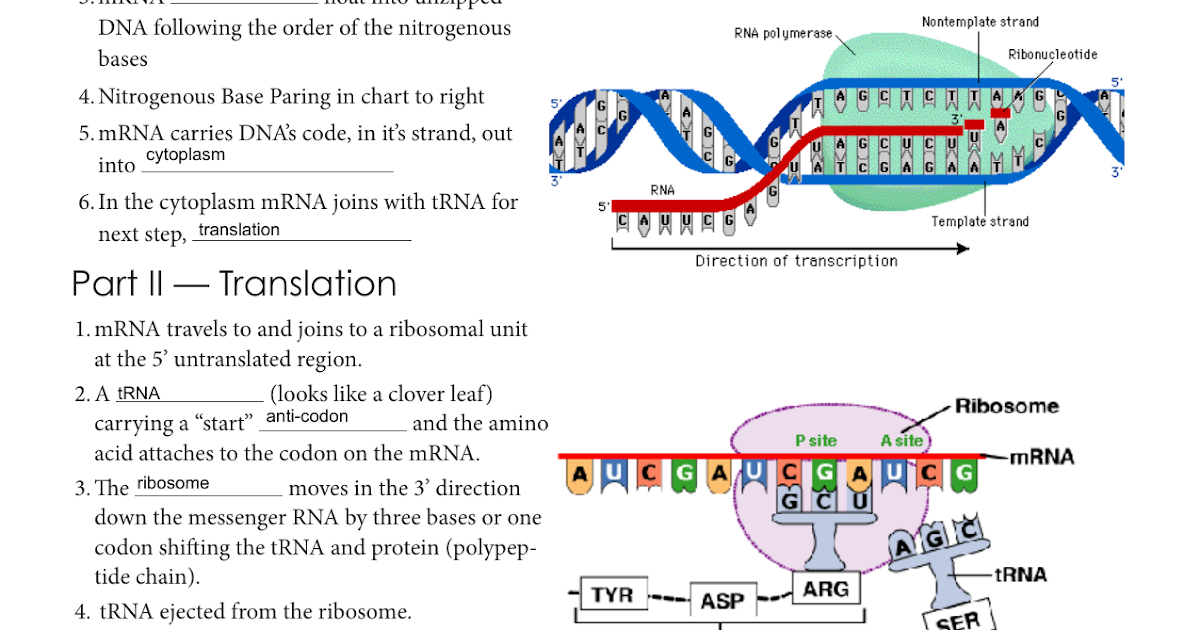 Dna Replication And Protein Synthesis Virtual Lab Sheet Answer Key