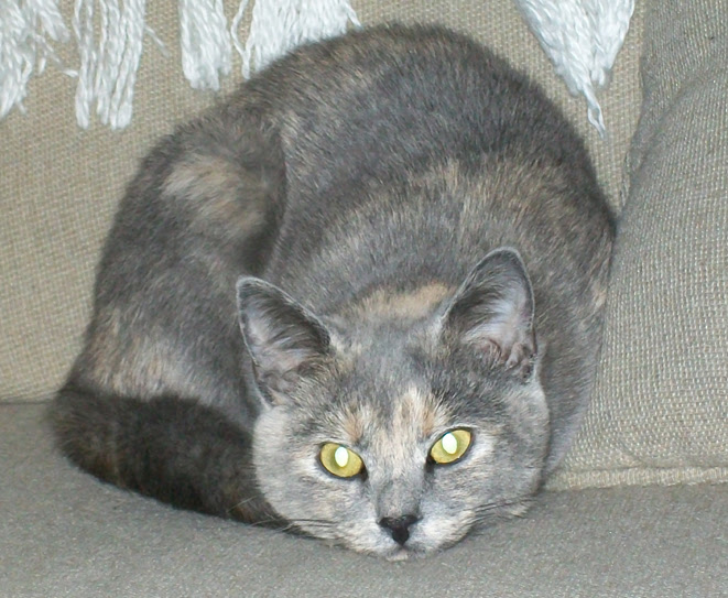 Gray Tortoiseshell Tabby Cat | Best Cat Wallpaper