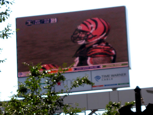 Bengals on Fountain Square