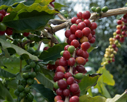 Coffee-Plantation-in-Kerala Coffee-Plantation-in-Kerala