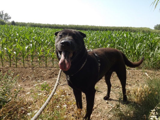 Senioren Hunde Suchen Ein Zuhause