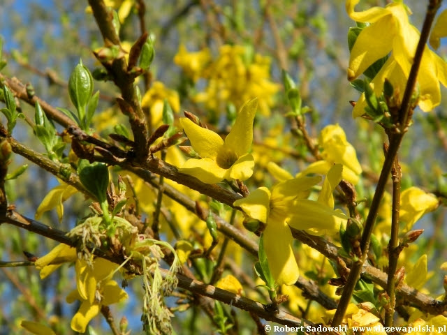 Forsycja pośrednia Forsycja pośrednia