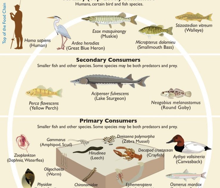 Food Chains And Food Webs Worksheet Answers / Food Webs Food Chains And
