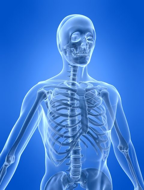 How Many Bones Make Up The Back Bone / Thoracic Spine - Herring Truits