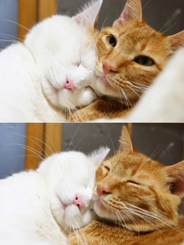 Amor verdadero