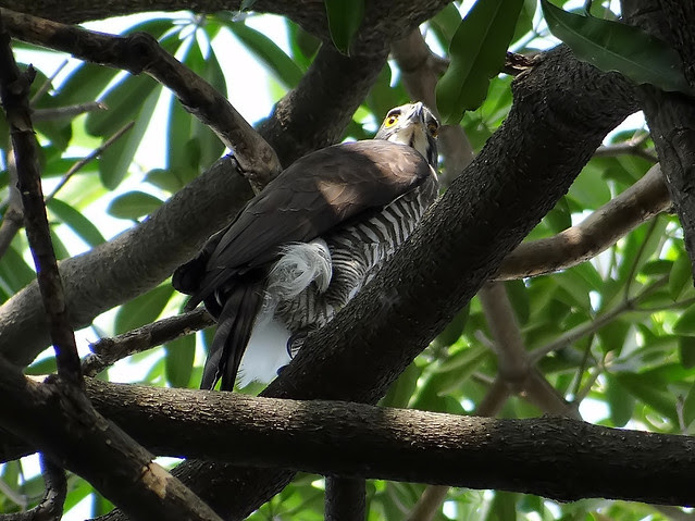 鳳頭蒼鷹/無限台南