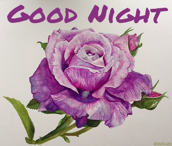 Best Ever Good Night Purple Rose Images Hd Greetings Images