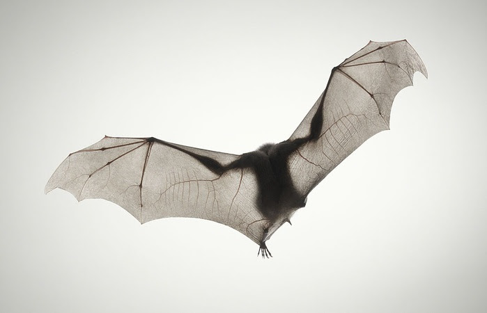 24_12_2007_0119406001198496480_tim_flach (700x450, 47Kb)
