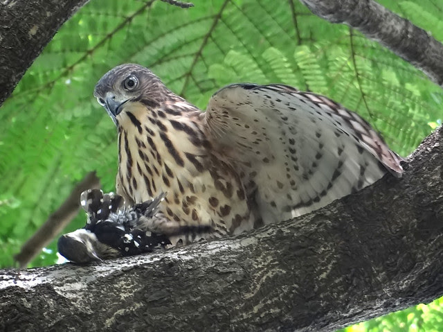 鳳頭蒼鷹/無限台南