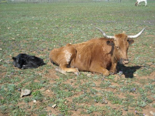 New Longhorn Bull Calf Cuervo