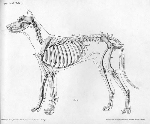 BibliOdyssey: Handbook of Animal Anatomy
