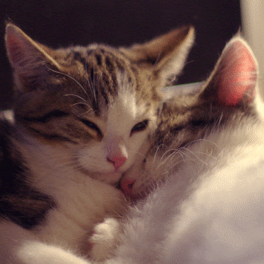 Cuddle Gif Animated - Yashuhiro Wallpaper
