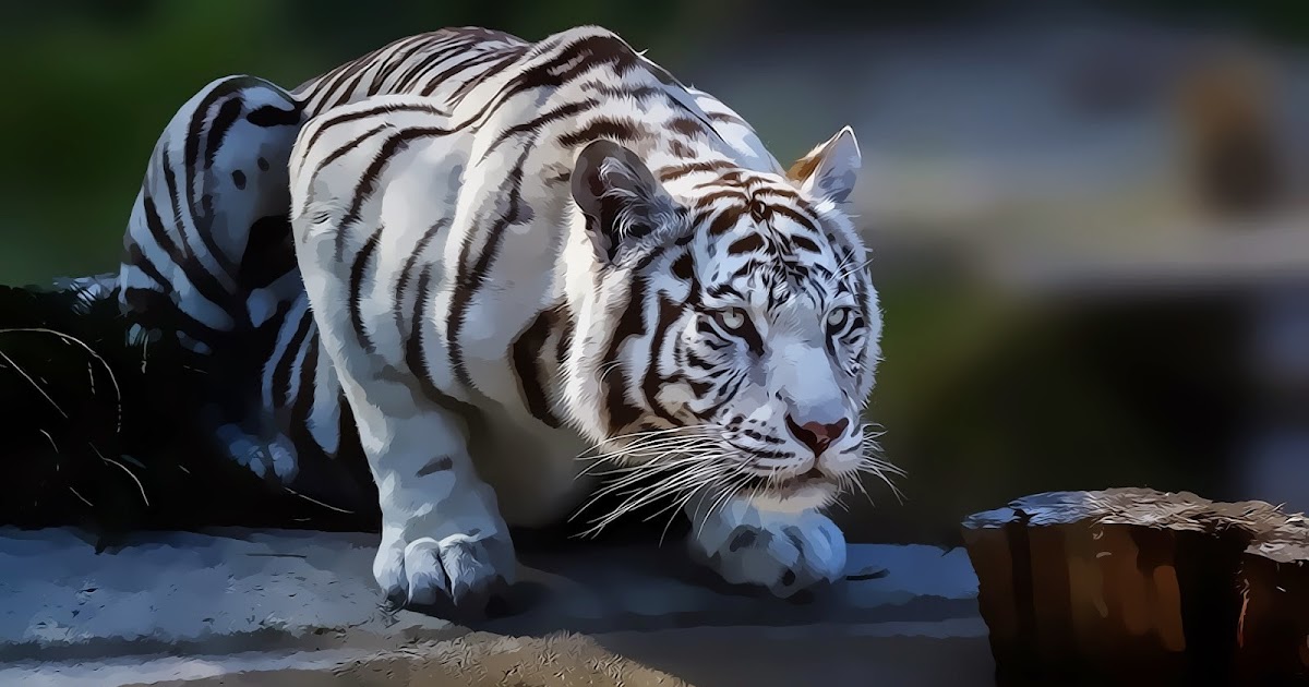 Kumpulan 7 Gambar Harimau Marah Paling Update Galeri Wirano