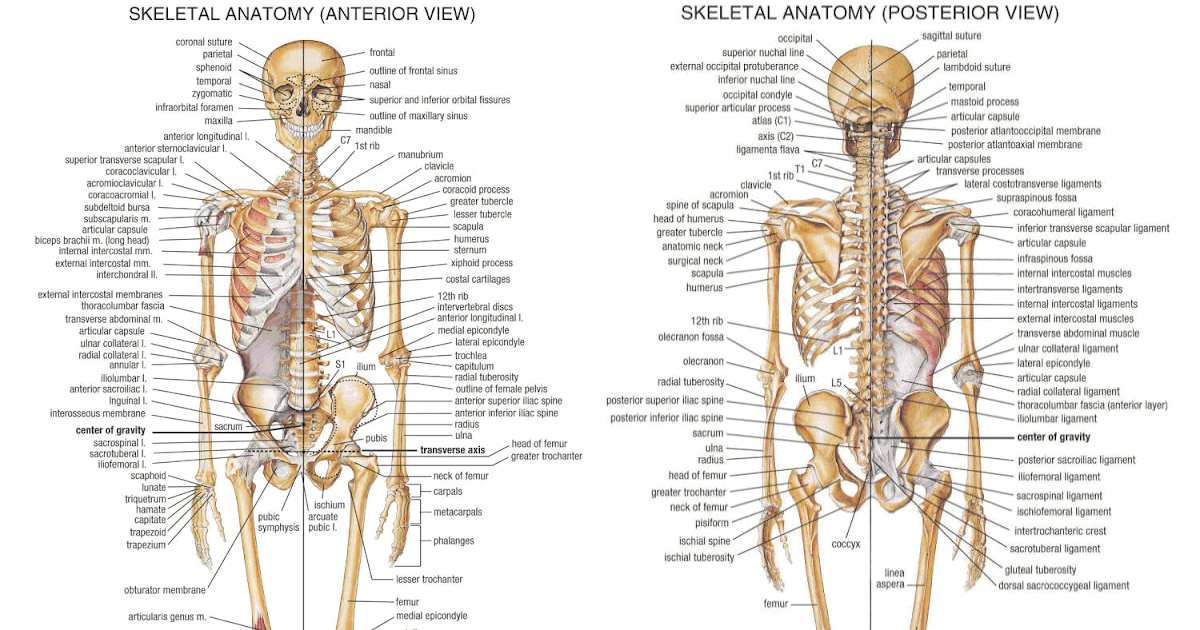 Back Human Bones Labeled / File:Human leg bones labeled.svg - Wikimedia