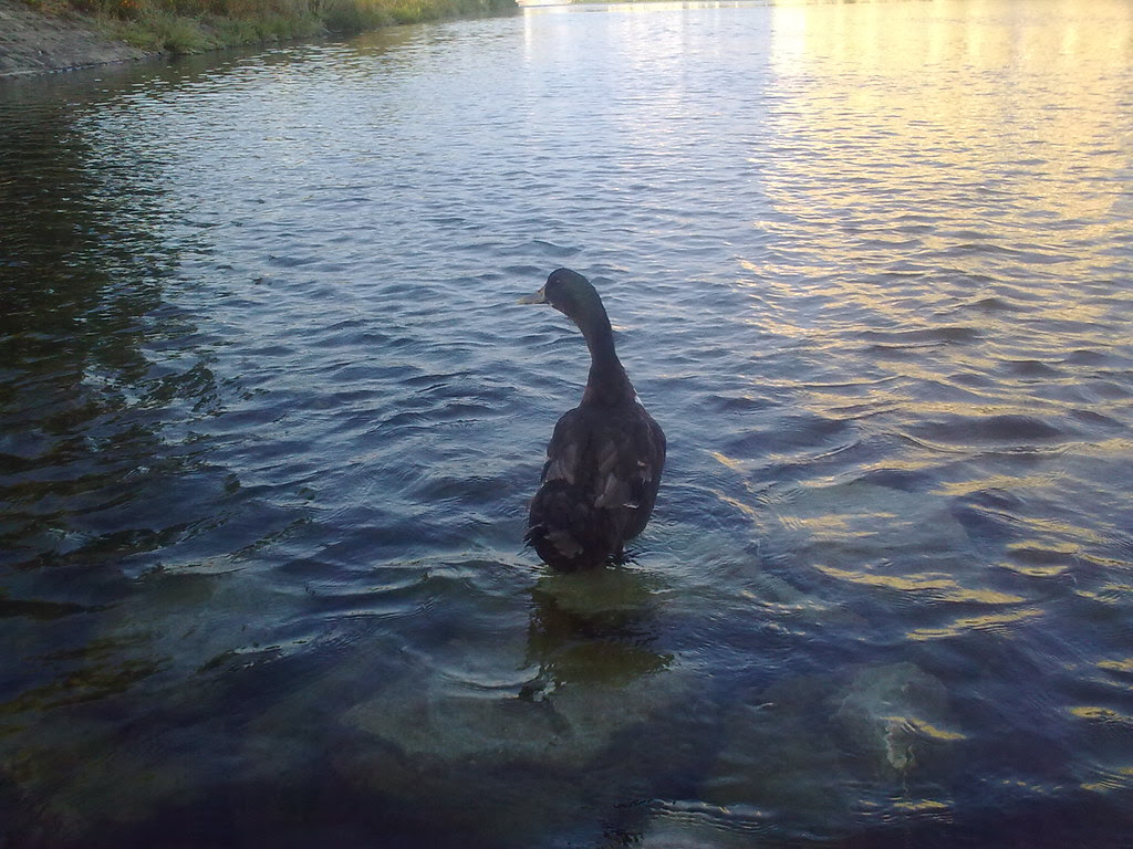 대구 신천둔치 청둥오리 가족 wild duck family at Sinchundunchi, Daegu #5