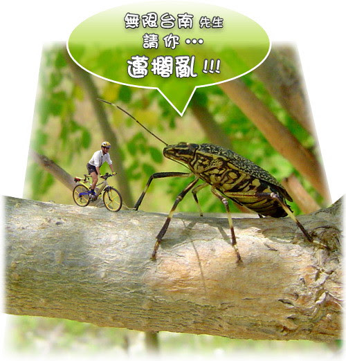 無限台南/黃斑椿象